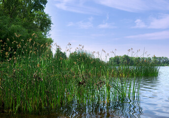Flowering lake reed Scirpus lacustris on the river bank. - obrazy, fototapety, plakaty