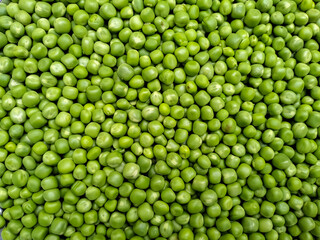 Heap of Fresh Green Peas. Healthy and green food. Fresh green peas. Pods of green organic peas in a Silver Tray. 