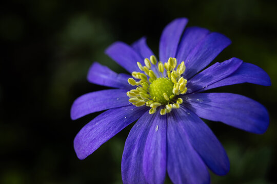 Close up image of the beautiful purple of an Anemone blanda flower also known as Grecian windflower or Balkan anemone. Copy space to left.
