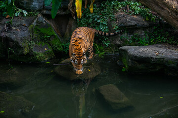 Malaysischer Tiger schaut Spiegelbild im Wasser an.