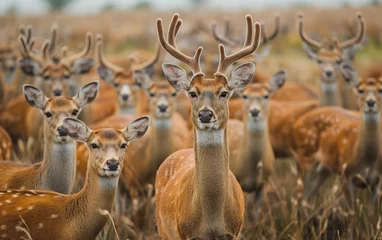 Fotobehang Group of deer in the woods. Generative AI © Nipawan