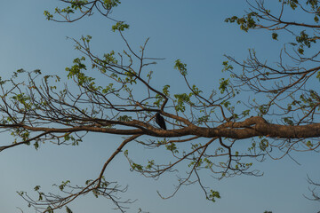 A crow in tree branches