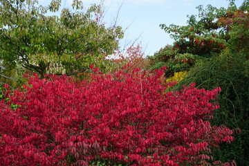 closeup on a red burning bush in the park in Tours, France