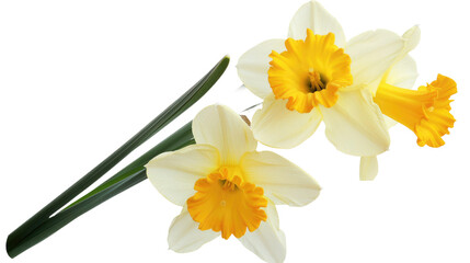 Fototapeta na wymiar set of beautiful yellow daffodil flowers, isolated transparent background.png