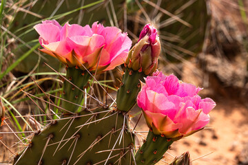 Pink prickly pear flowers