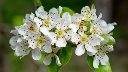 Close-up view of blooming white flowers with a speckled pattern in the center.