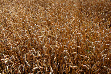 Golden wheat field indicating harvest time is near.