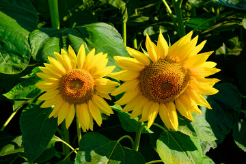 Sunlit sunflowers with vibrant petals and detailed centers stand out against a backdrop of lush...
