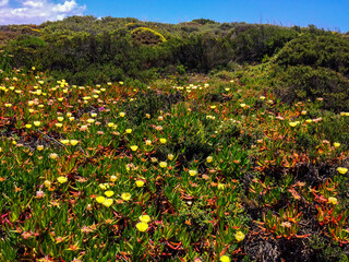 The image captures a lush field teeming with vibrant green plants and bright yellow flowers.