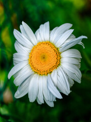 The image shows a close-up of a white daisy with a yellow center against a green background. The petals are bright and the flower is in full bloom.