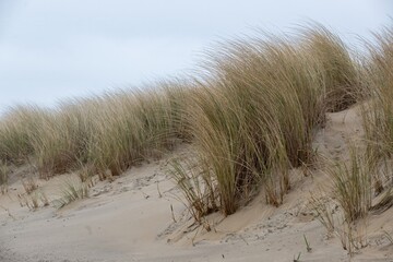large dune overgrown with grass on the coast of zeeland in the netherlands