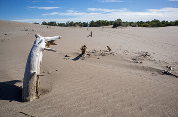 climate change and desertification beach dune with dead trees