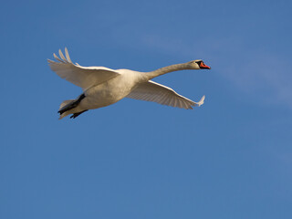 Beautiful Mute Swan - Cygnus olor in flight against the blue sky