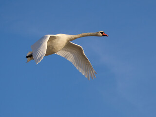 Beautiful Mute Swan - Cygnus olor in flight against the blue sky