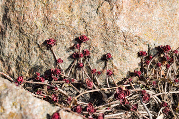 A beautiful burgundy-red rose-shaped leaves Sedum spurium on a rock in close-up