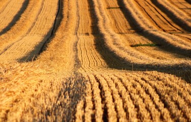 Feld im Sommer