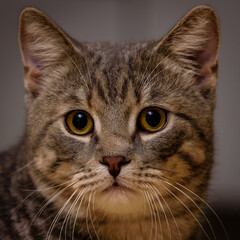 Katze , Stubentieger , 