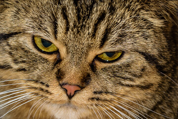 Katze , Stubentieger , 