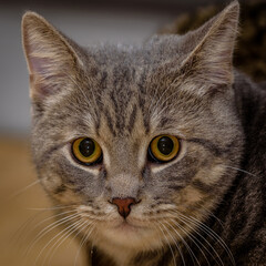 Katze , Stubentieger , 