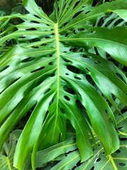 Monstera texture plant leaf nature