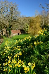 Rural Spring landscape, Jersey, U.K.  Beautiful flowering valley in the sunshine.