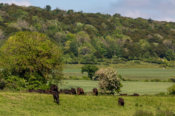 A green Sussex landscape in early summer with cows grazing in a field and trees behind