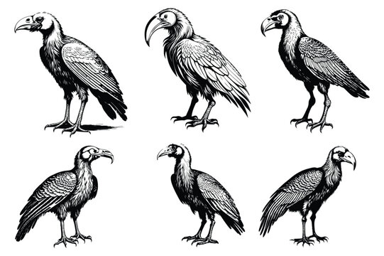 Vulture standing vector silhouette Design