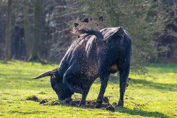 Tauros bull making a hole
