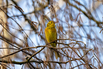 Yellowhammer bird in spring