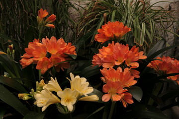 Klivien Blüte, gelb und orange Blumen