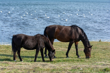 Obraz premium Two horses in the pasture on the shore of a lake with many swans in the water