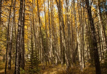 Inside a yellow aspen grove in Beartooth Mountains, Montana