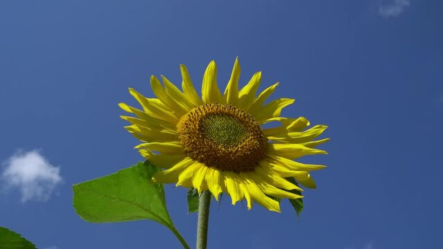 Single sunflower waving in wind agains blue sky, slow motion