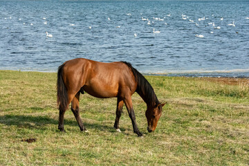 A horse in the pasture on a lake with many swans in the water