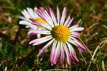 Obraz premium rosa - Weiß blühendes Gänseblümchen
