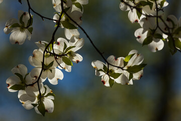 Dogwood Blooms in East Tennessee - 750138212