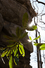 Sunstar at Courthouse Rock in the Great Smoky Mountains National Park - 750138261