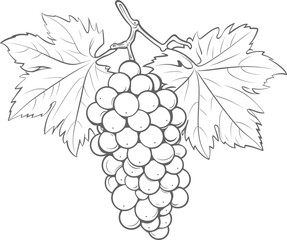 Grapes clipart design illustration