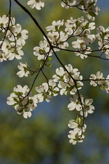 Dogwood Blooms in East Tennessee - 750138678