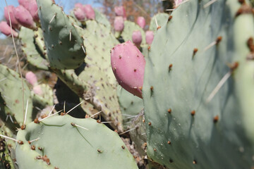 Prickly pear cactus closeup with red fruit in Texas landscape. - 750138684