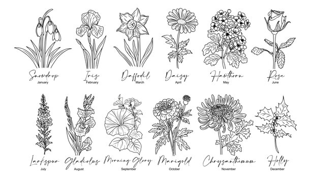 Set of flower line art vector illustrations. Snowdrop, daffodil, larkspur, rose, daisy, hawthorn, chrysanthemum, iris hand drawn black ink illustrations. Birth month flowers for jewelry, tattoo, logo.