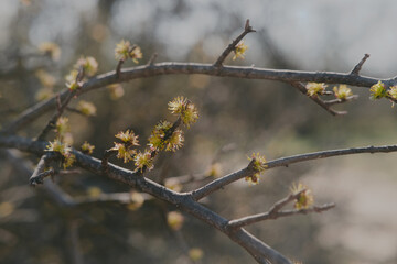 Deciduous tree branches blooming during spring season in Texas. - 750139045