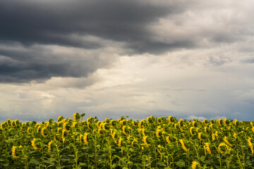 Fototapeta na wymiar Beautiful landscape. A field of sunflowers against a background of gray thunderclouds. A field covered with many yellow sunflowers.