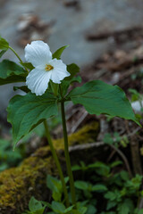 White Trillium in the Great Smoky Mountains National Park - 750139213