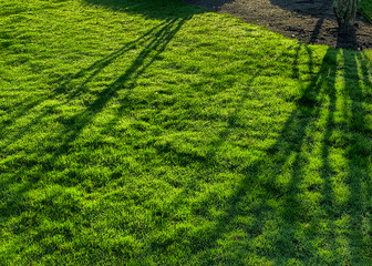 Dark green grass in a lawn with long shadows of evening