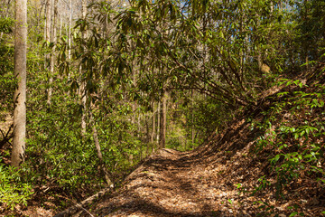 Trail in the Great Smoky Mountains National Park - 750139809