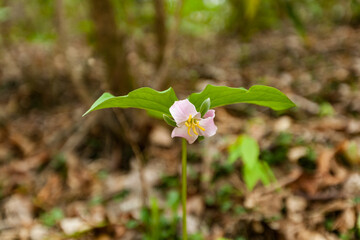 Catesbys Trillium in the Great Smoky Mountains - 750139847