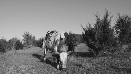 Spotted cow with calf grazing Texas countryside, monochrome picture. - 750139853