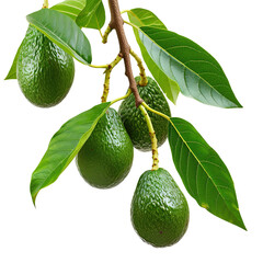 Branch of avocado tree isolated on white or transparent background