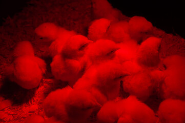 Baby White Rock Meat Birds in a pen. Adorable chicks are only a couple of days old. In a barn with...